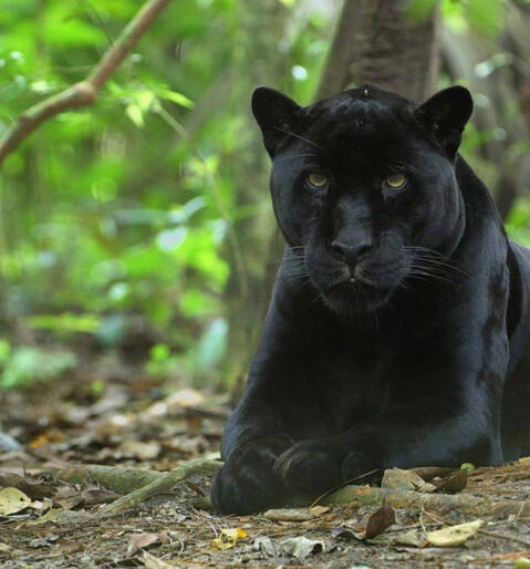 A panther sitting serenely in a green forest.
